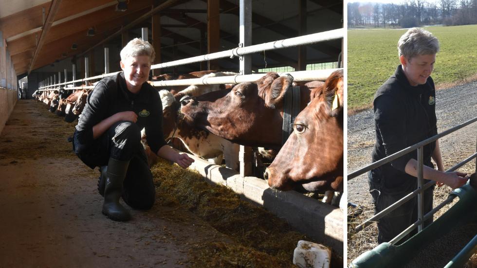 Det är fullt ös på gården utanför Landsjön. Efter år av orostecken kan mjölkbranschen stå inför ett positivt trendbrott. 