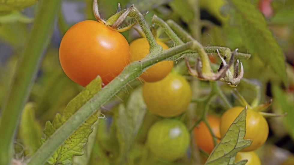 Tomater ska snart odlas i växthuset i Frövi. 