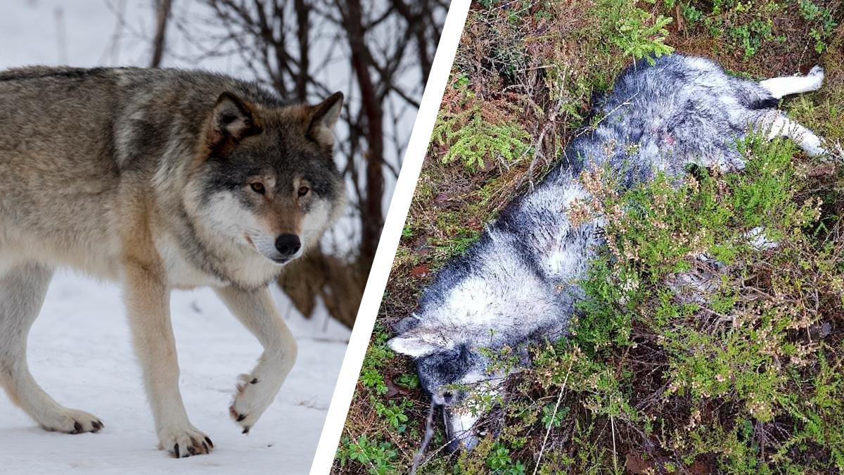 Italienska bomben i Sandviken var dödlig – se sprängkraften i en