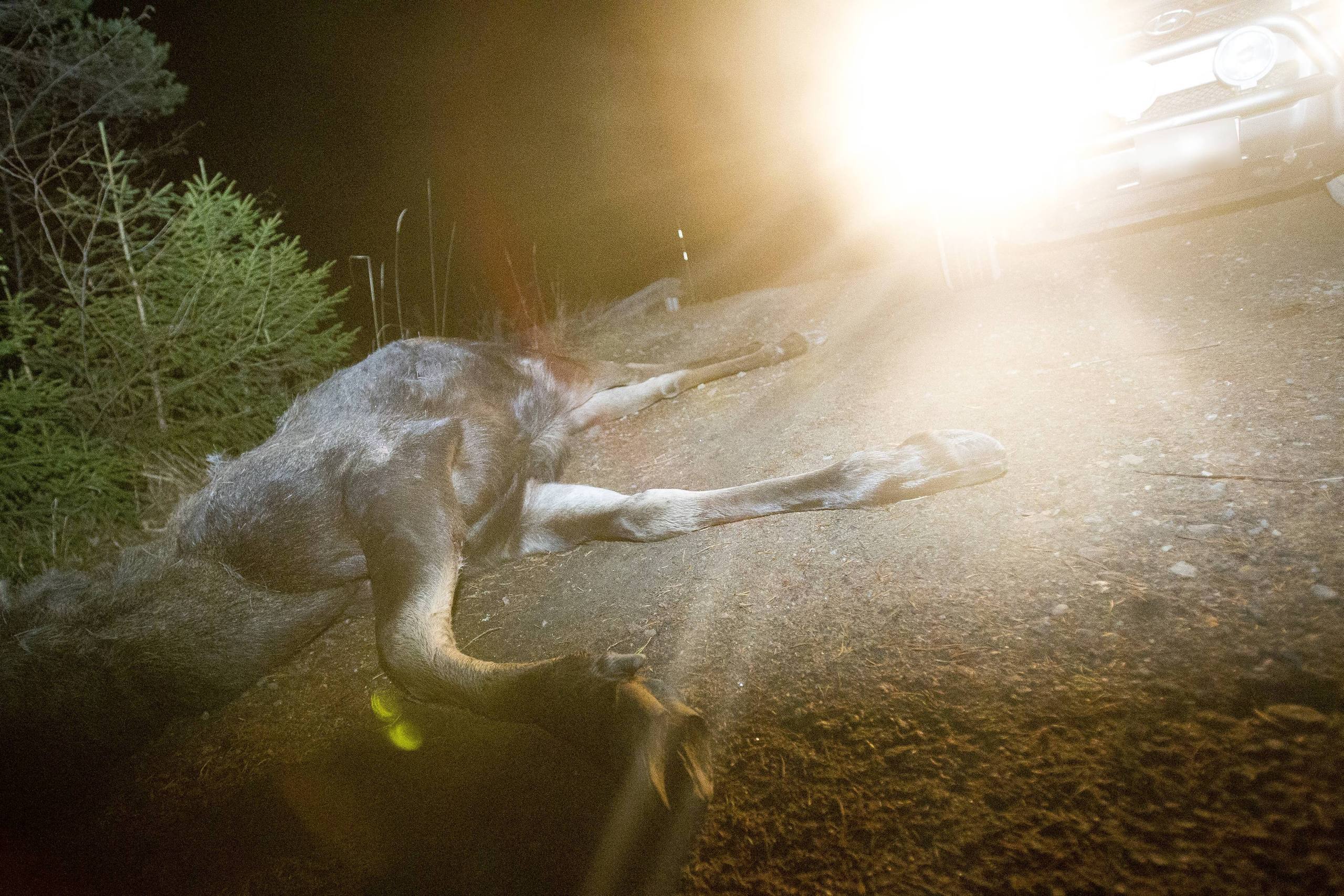 Smitningsolycka På Riksväg 50 Bilisten Körde På Både älg Och Mötande Bil Nerikes Allehanda 