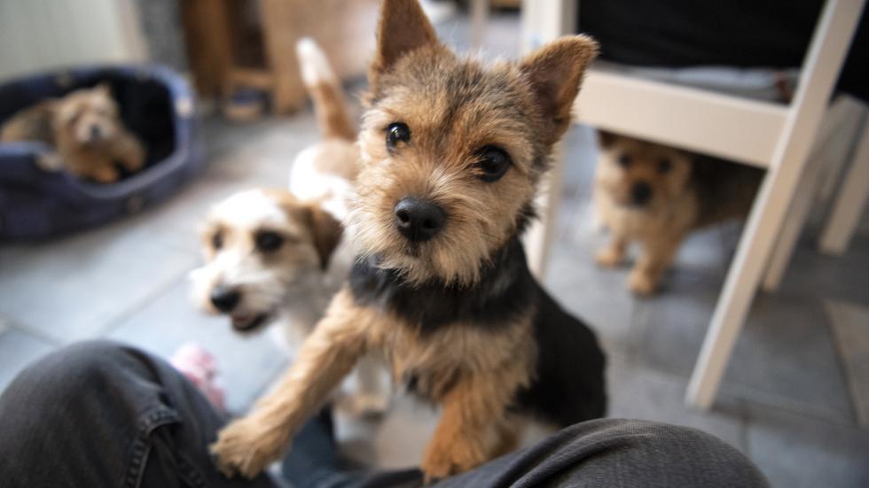 Hundar har fått en allt viktigare roll i våra hem. Idag finns drygt en miljon hundar i Sverige.