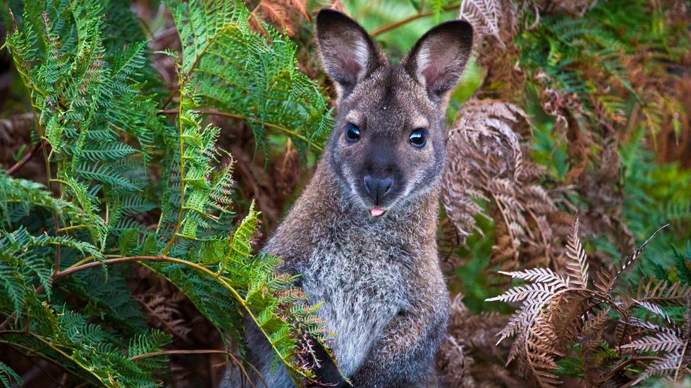 Den mindre kängurun vallaby har blivit allt mer populär att ha som djur där hemma. Foto: Adobe Stock