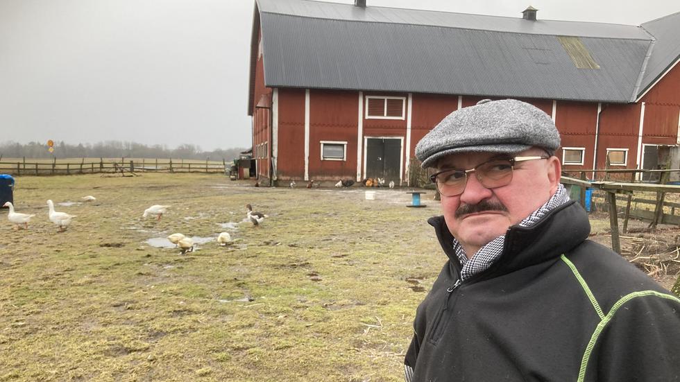 Samir Osmanaj har tvingats konstatera att fågelbeståndet på Ulvstorps gård har minskat med över 100 djur på över en vecka. 
