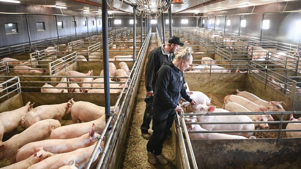 I de moderna djurstallarna hos Sara Lantz och Jimmy Svensson på Näs Andersgård finns nu 840 grisar. När de köps in väger de cirka 20 kilo. När de når en slaktvikt på maximalt 125 kilo är det dags för dem att lämna gården.