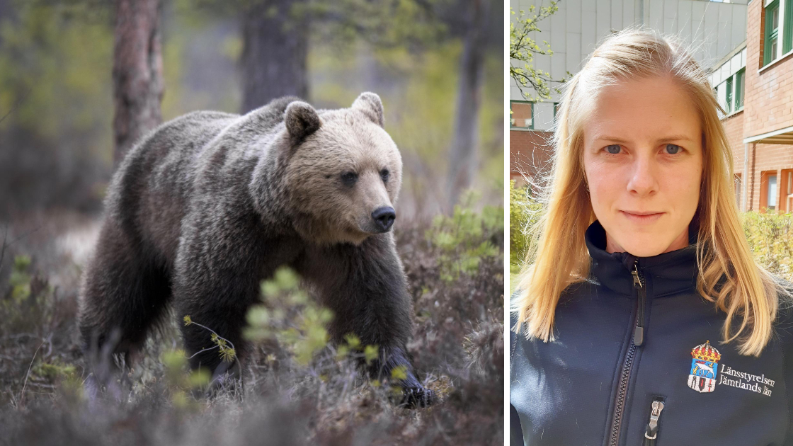 Efter årets rekordstora björnjakt ”Skulle kunna bli en liknande