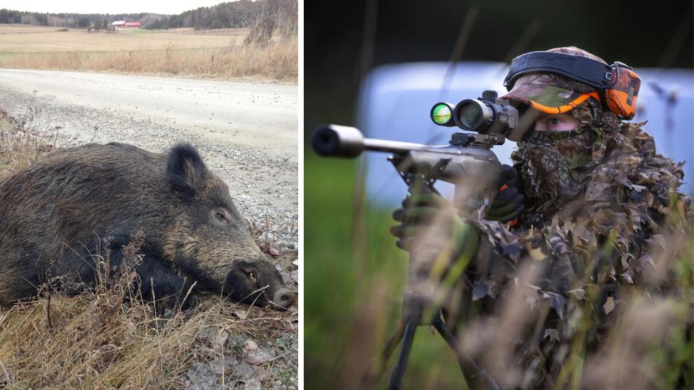Över 10 000 vildsvin sköts i Jönköpings län det 