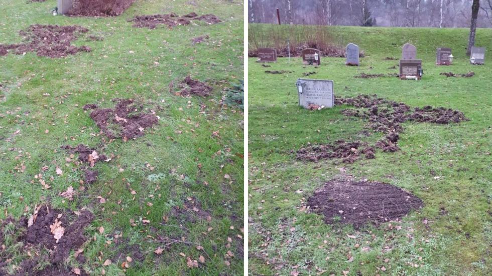 Flera vildsvin har orsak omfattande skador på Bråneryds kyrkogårds gräsområde: ”Det ser verkligen inte bra ut”. 