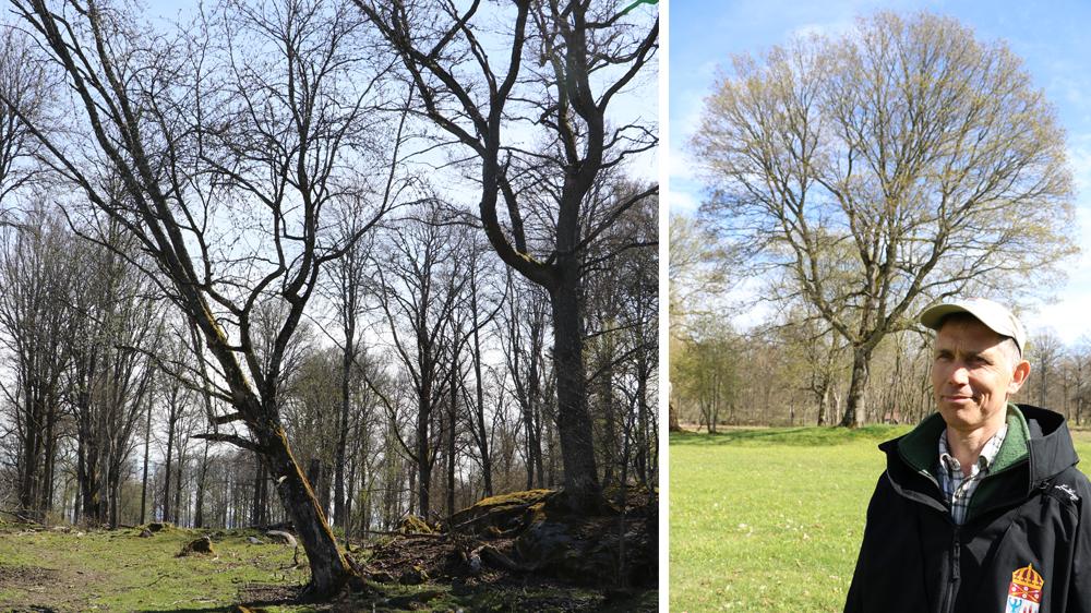 Här är Länets Färskaste Naturreservat I Göksholm Finns Strandskog Och Vackra Ekar Nerikes 6114