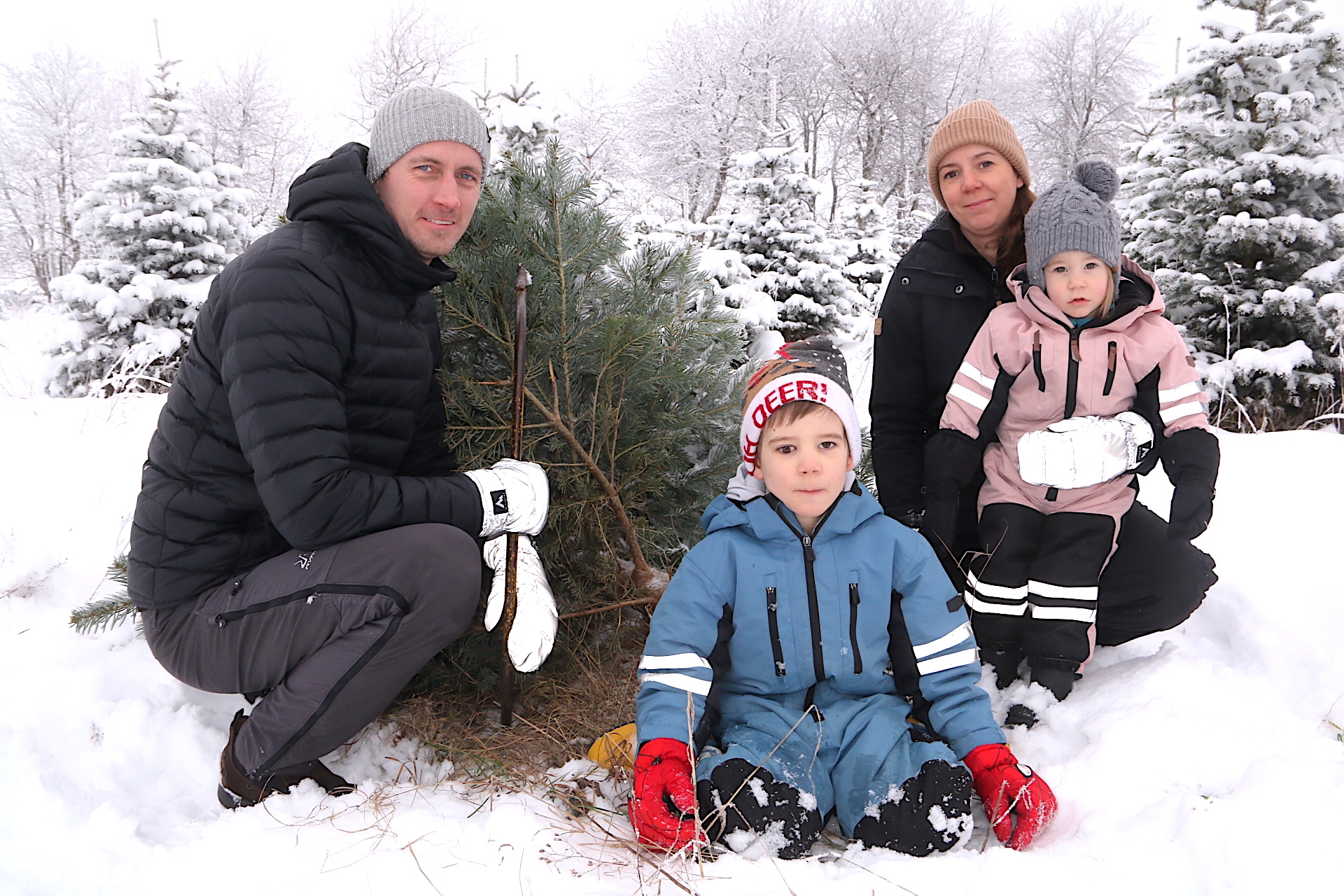 Tog julgran på rot i odlingen Wilmer, 5 år ”Ska in direkt