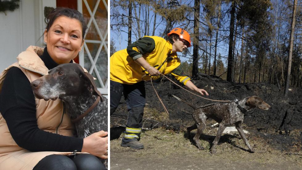 2018 blev Malin Kyllesjö och hunden Ripa världens första certifierade ekipage skogsbrandshund. Bild till höger: David Söderlind.