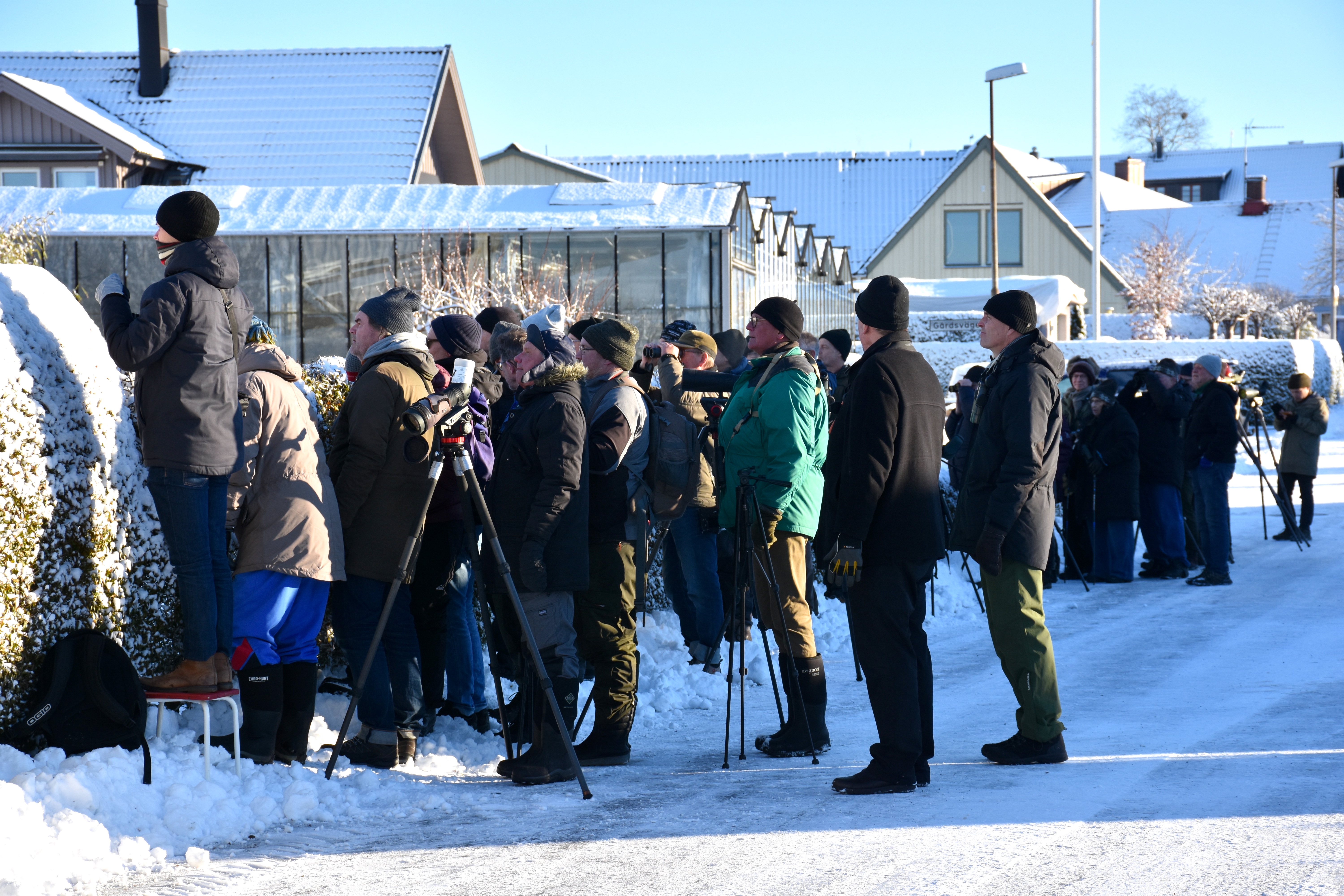 Ett 50-tal personer hade tagit sig till Förslöv på torsdagseftermiddagen. Det var bara några timmar efter att meddelandet om den udda fågeln gått ut. 