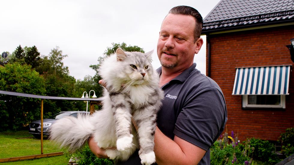 Jimmy Åsbergs passion är katter. I famnen håller han Sibiriska katten Silver 5 år.