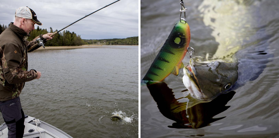 Gå inte tomhänt hem från fisketuren – storfiskaren Ronny lär ut sina bästa  knep –