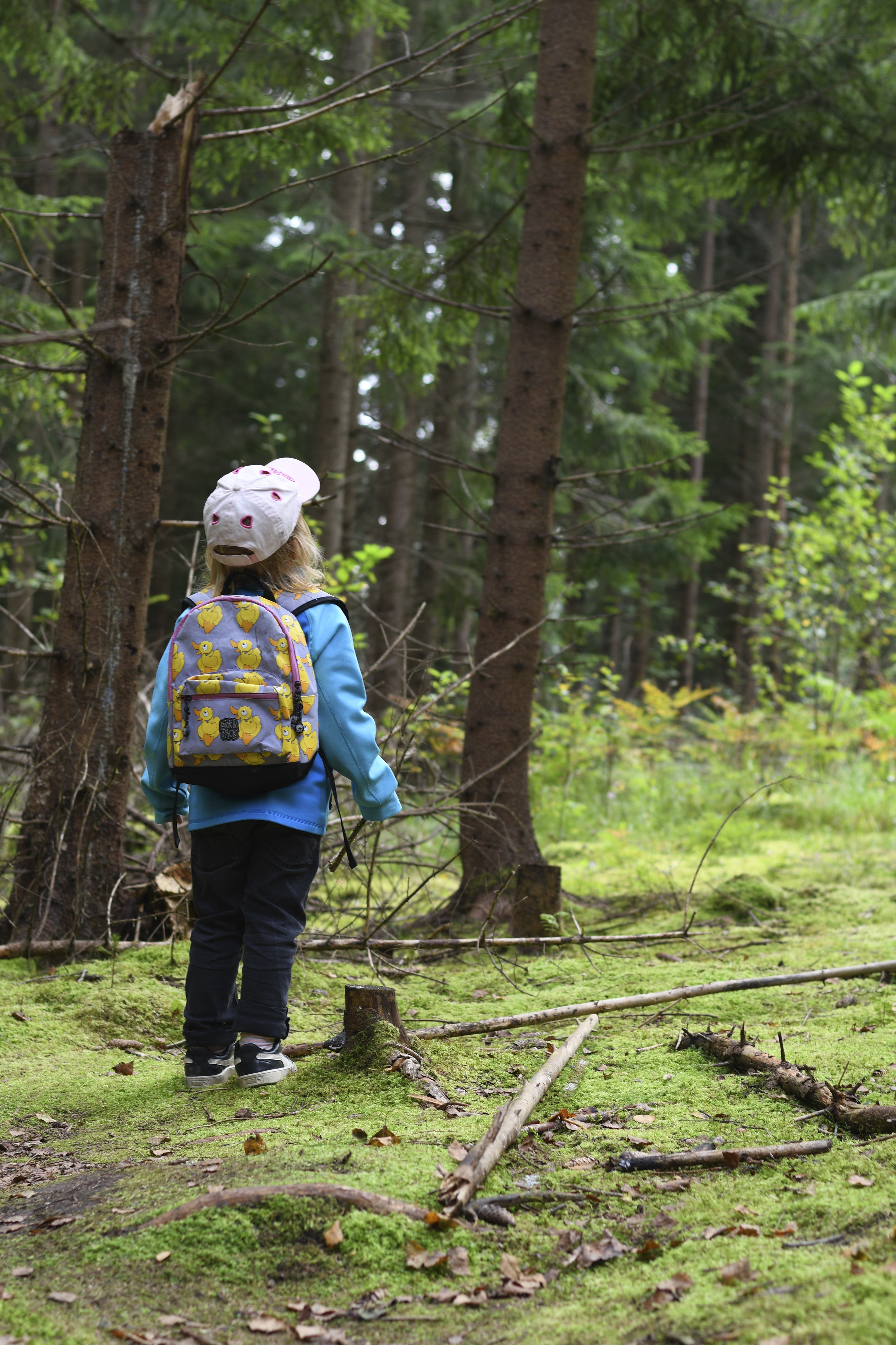 Ska Skogen Skövlas Eller Tillåtas Växa? – Sala Allehanda