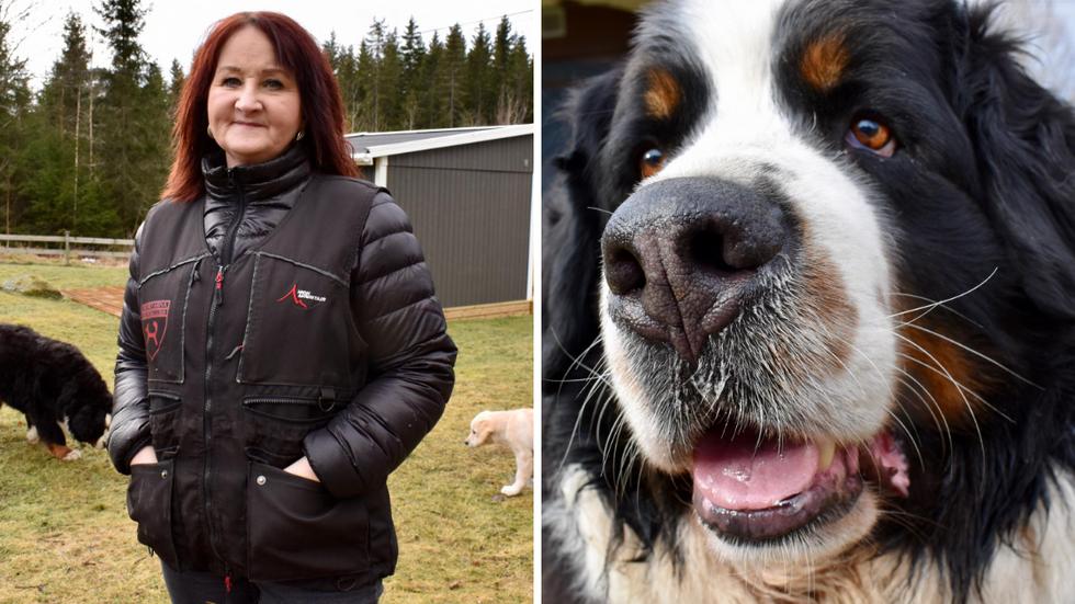 Kicki Andersson, ordförande i Huskvarna hundklubb, vill att alla som ska köpa en hund ska göra en noggrann research först och prata med andra om för- och nackdelar, istället för att låta sig vilseleddas av ett sött utseende. 