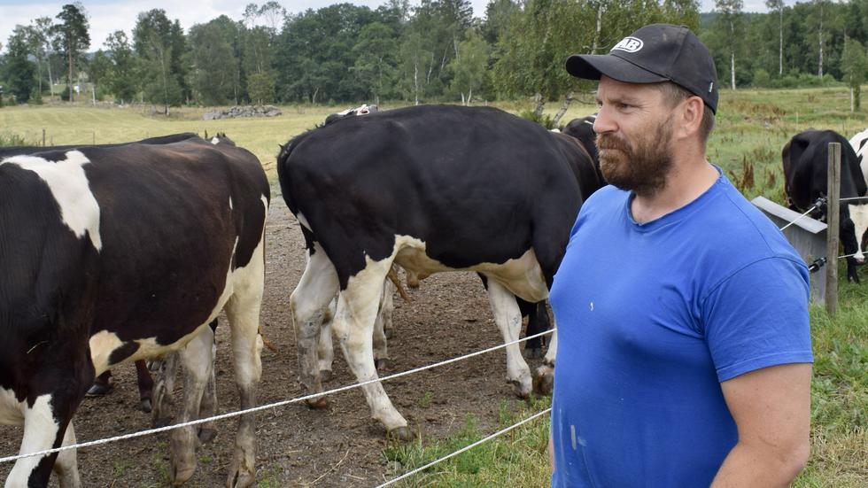 Korna var Dicks kamrater och han tog det hårt när de tvingades sälja flera kor i mars 2021.