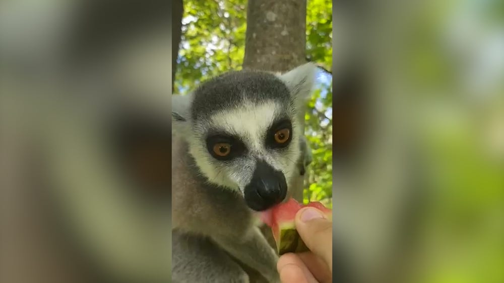Skansen-Jonas lemurer springer lösa – tillståndet ifrågasätts
