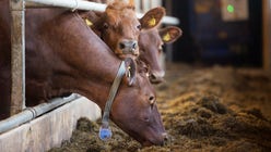 Det är märkligt att inte den svenska miljörörelsen agerar för att minska vår kött- och mjölkproduktion, anser insändarskribenten.