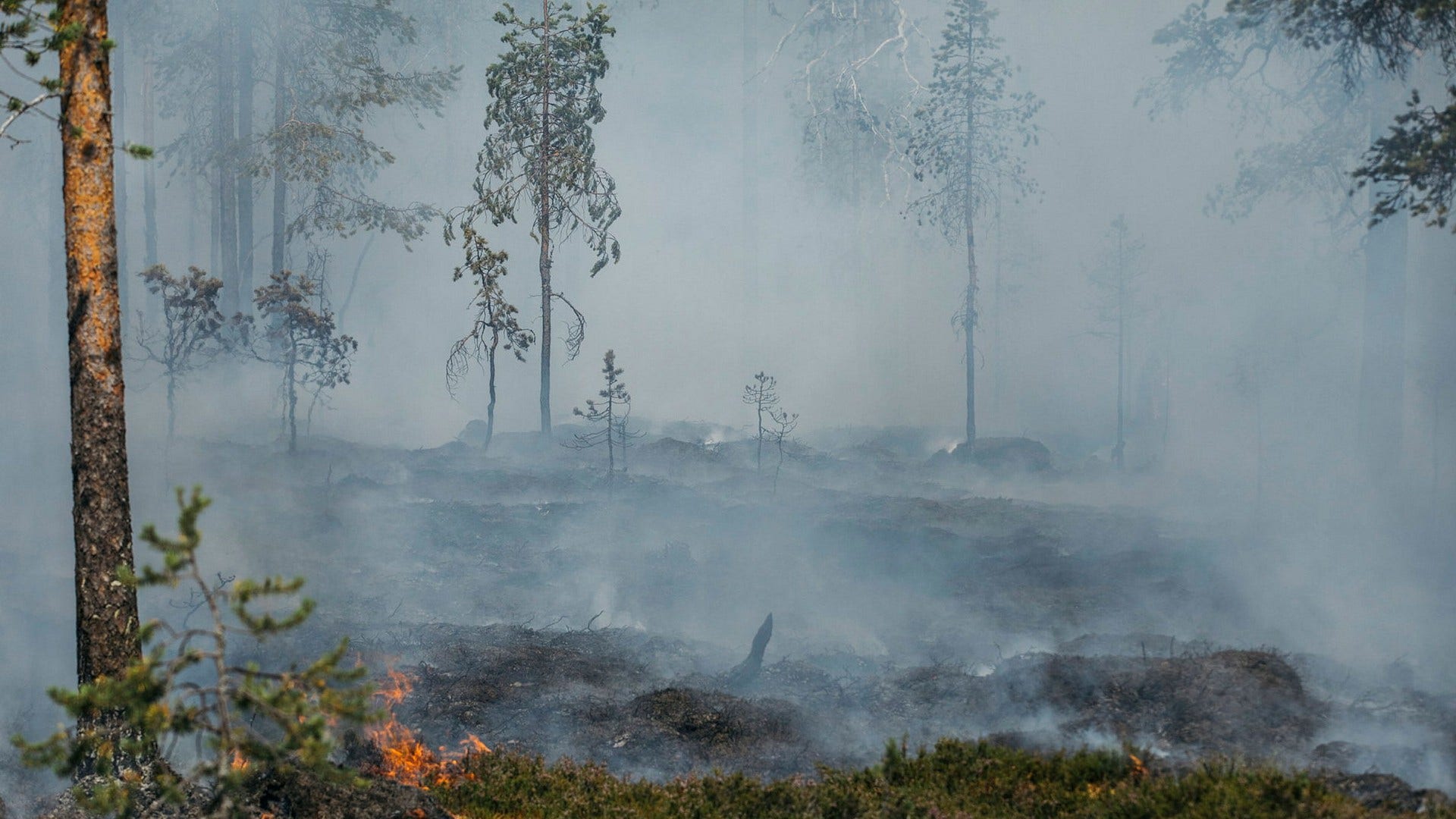 Skogsbrand i Älvdalen under den heta och torra sommaren 2018. Nu varnas det åter för skogsbränder, vilket är extra känsligt i Sverige med utbredda områden av kalhyggen, menar insändarskribenten.