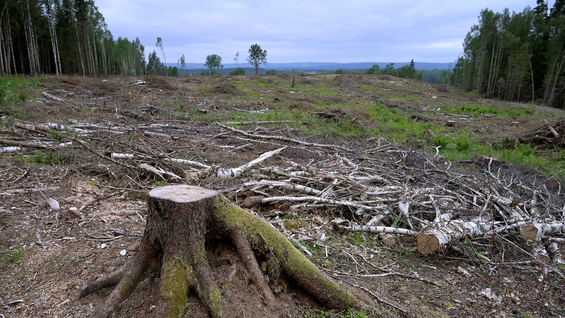 Kalhygge utanför värmländska Sunne. Denna form av skogsbruk behöver Sverige mer av för att ställa om till ett fossilfritt land, anser insändarskribenten.