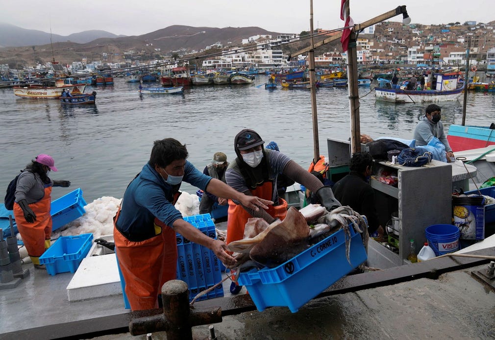 Fiskare i Peru lastar av bläckfisk i kuststaden Pucusana. För att kunna konkurrera med kinesiska fiskefartyg tar de lokala fiskarna allt större risker, med resor långt ut i havet.