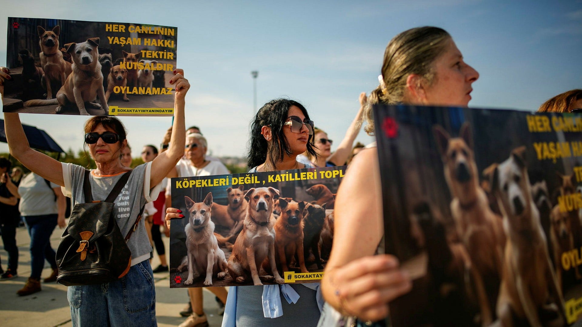 Millions of street dogs collected in Türkiye could be killed