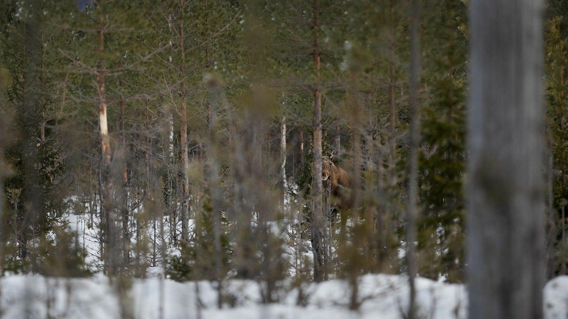 En älgko och ett älgbetesskadat träd i en 23 år gammal skog på Holmen Skogs marker utanför västerbottniska Vindeln.