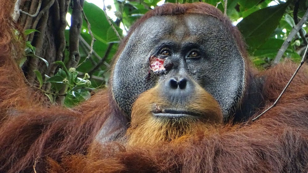 Apor behandlar sår med insekter och blad