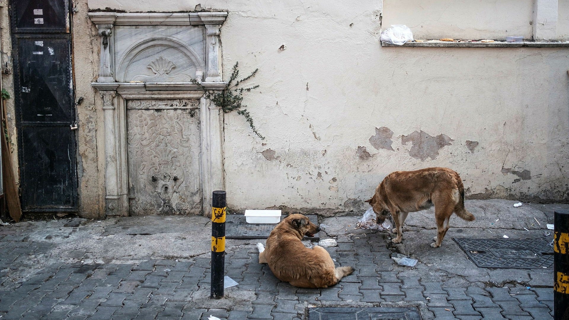 Türkiye wants to euthanize homeless dogs that have not been adopted