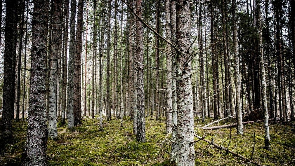 Djupt inne i en skog hörs inte många ljud – men det är långt ifrån helt tyst. Vindprassel kan ge ifrån sig ljud upp till 35 decibel.