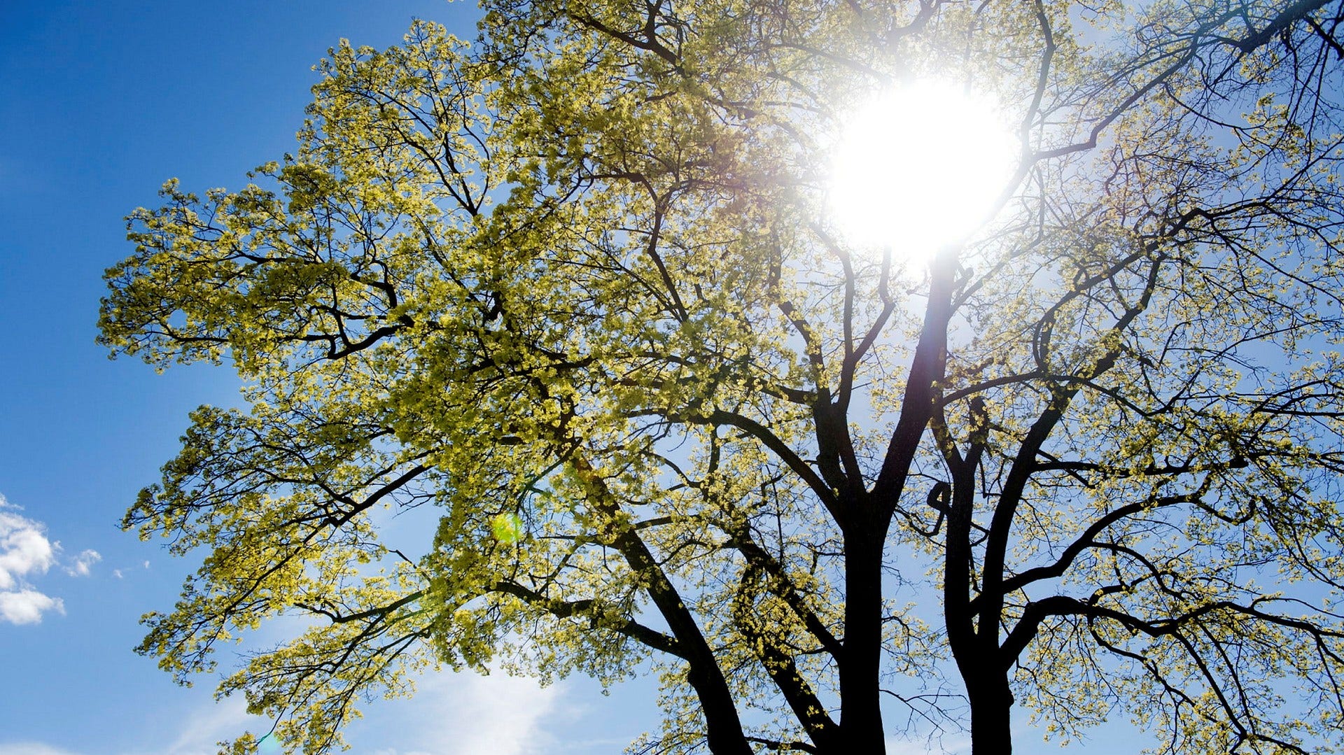 Lövträd är en alltför ovanlig syn i den svenska skogen, medger skribenten i ett svar på tre insändare.