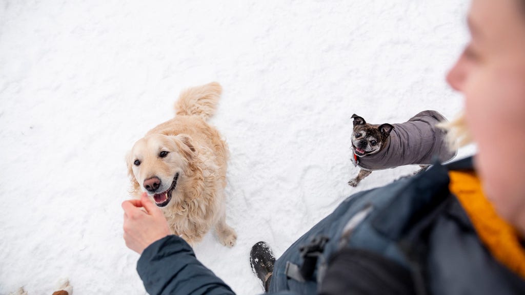 Så ger du din hund en balanserad kost: Expertens bästa råd