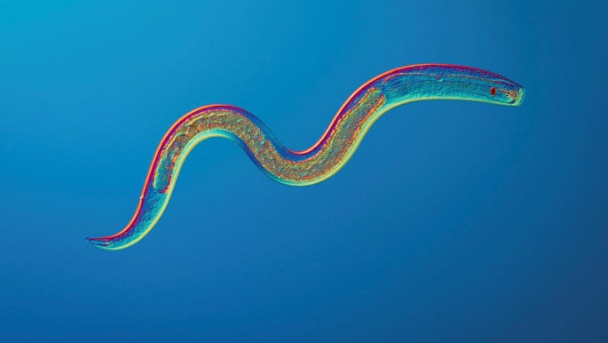 Forskare har lyckats mångdubbla livslängden hos den lilla rundmasken Caenorhabditis elegans. Näst på tur står möss, och vetenskapen hamnar då i ett avgörande vägskäl, skriver artikelförfattaren.