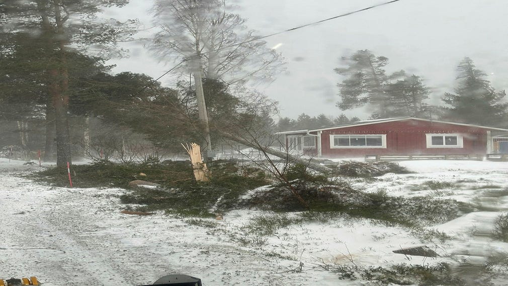 De kraftiga vindbyarna har slitit upp träd ur marken i Näs nära Bygdeå.