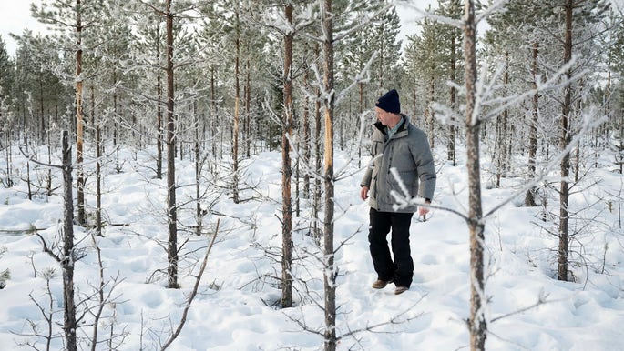 Artikelförfattaren Michael Burström i skog utanför Vindeln i Västerbotten, där tallplantor skadats av älg.