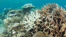 Korallblekning i de norra delarna av Stora Barriärrevet i Australien.