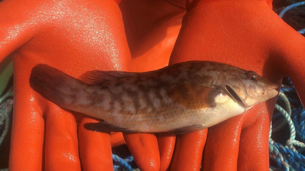 Flyttning av putsarfisk till norsk fiskodling kan hota lokala fiskbestånd