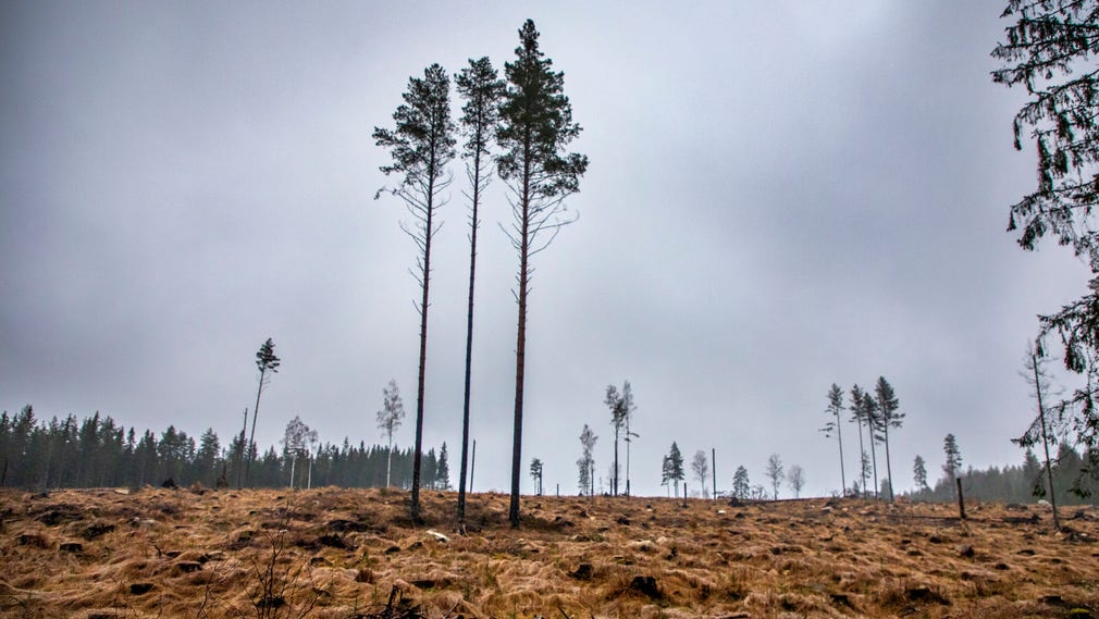 Klimatfrågan klyver Forskarsverige. Vissa förespråkar minskat skogsbruk för klimatets bästa – andra tvärtom mer skogsbruk.