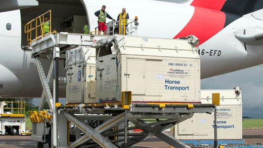 Hästarna transporteras i stora rymliga containrar där de flygs till tävlingarna.
