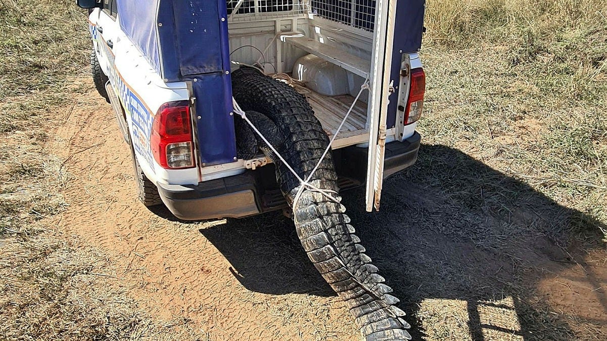 A crocodile terrorizes a town in Australia – shot by police