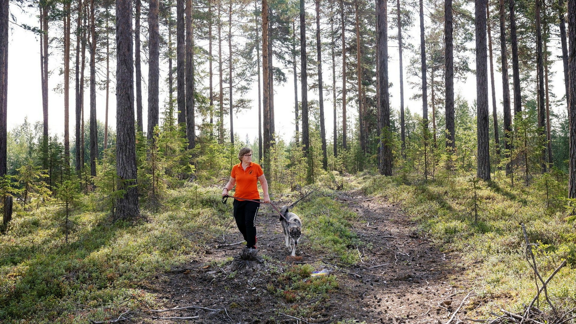 Djurrättsaktivister hotar sabotera rekordstor björnjakt i Jämtland DN.se