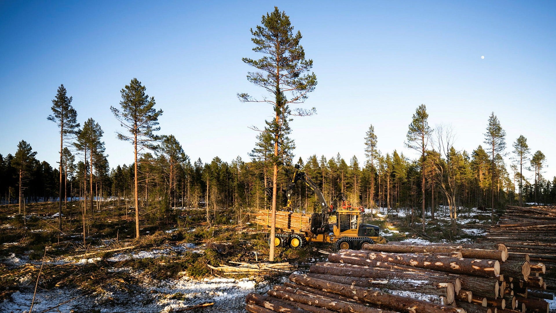 Skogsavverkning på Storön utanför Bureå i Skellefteå kommun. Det är alldeles för lätt för markägare att avverka i dag, anser insändarskribenten.