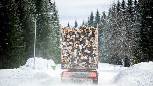 Virke från en trolig kontinuitetsskog – en skog som enligt Naturvårdsverkets kartdatabas troligen aldrig tidigare har röjts, förs upp till en pappersmassafabrik i Obbola.