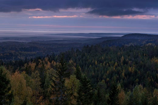 Västra taiga, eller barrnaturskog, är den naturtyp som skulle ha fått störst betydelse om expertmyndigheternas rekommenderade bedömning följts.