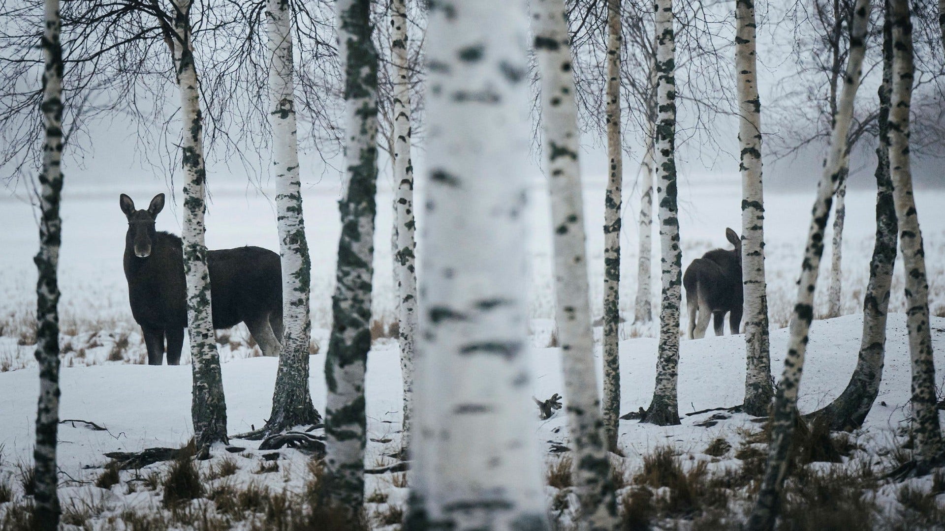 Älghona med kalv i Norrbotten utanför Boden i slutet av november i fjol. Älgarnas matintag borde ingå i budgeten för skogsbolagens skogsskötsel, anser insändarskribenten.