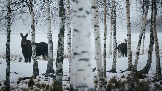 Älghona med kalv i Norrbotten utanför Boden i slutet av november i fjol. Älgarnas matintag borde ingå i budgeten för skogsbolagens skogsskötsel, anser insändarskribenten.
