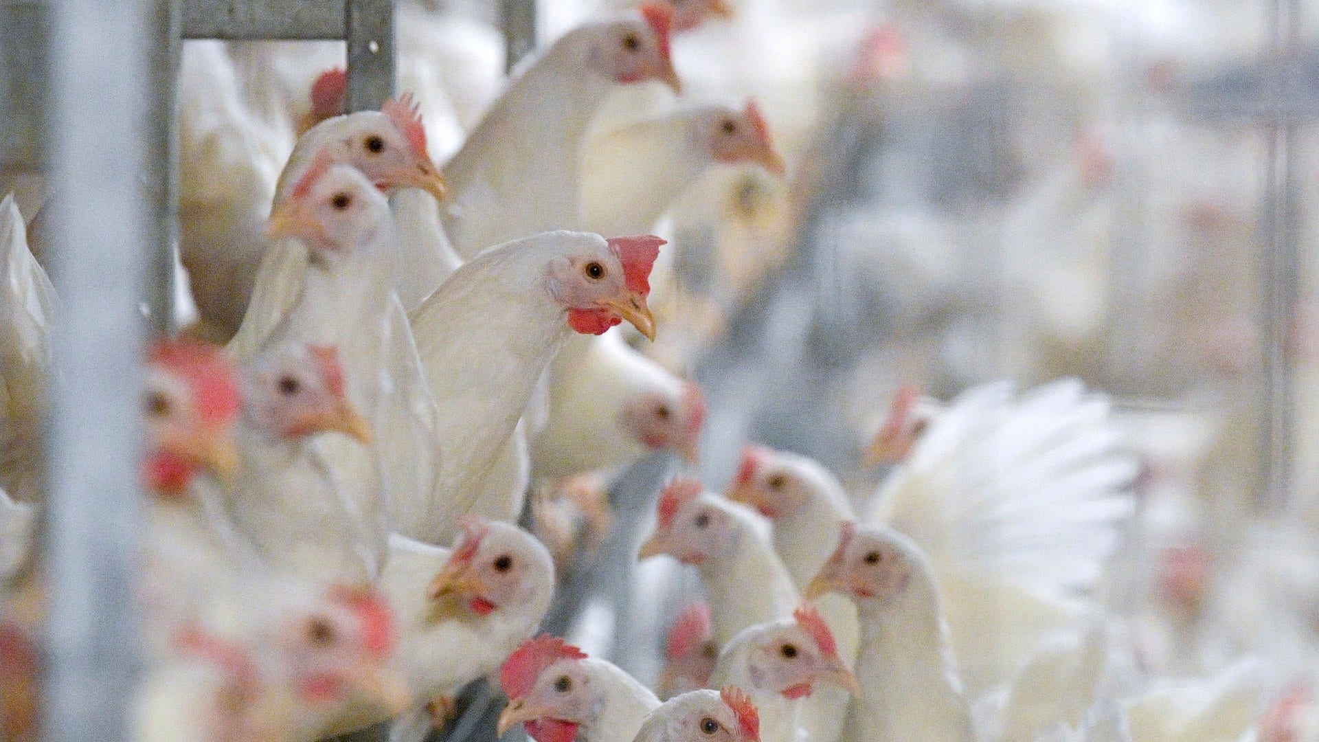 La Finlandia sta vaccinando contro l'influenza aviaria e la Svezia sta aspettando