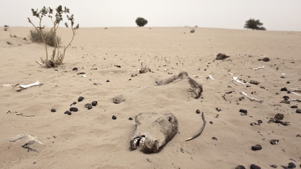 Torka i Tchad 2012.