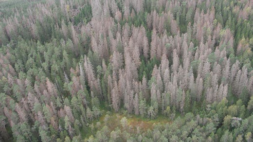 Skogsområde som drabbats av granbarkborreangrepp.