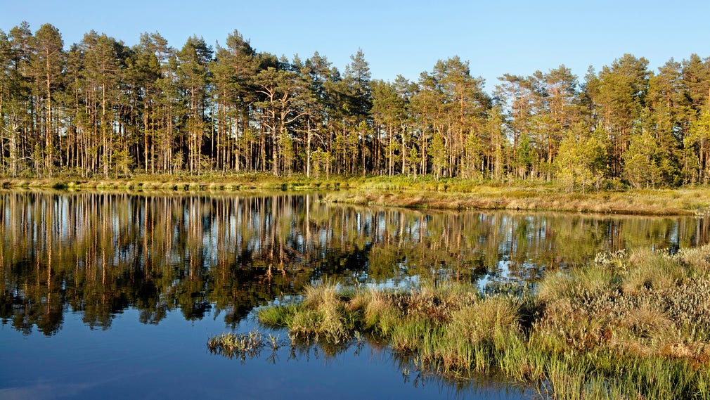 I den metod som används för att rapportera växthusgasutsläppen i Sverige till FN förbises viktiga utsläpp, nämligen de från våtmarker, sjöar och vattendrag, skriver artikelförfattarna.